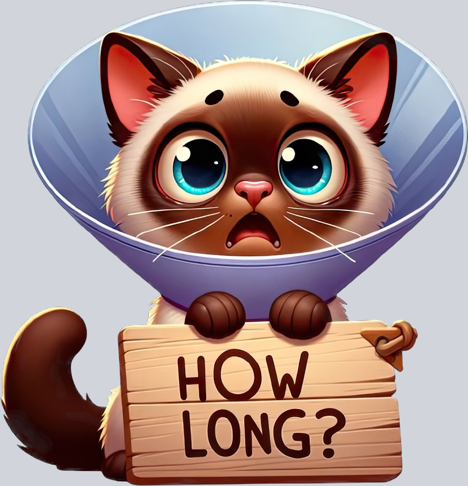 DTF Transfer Cats - How Long Burmese