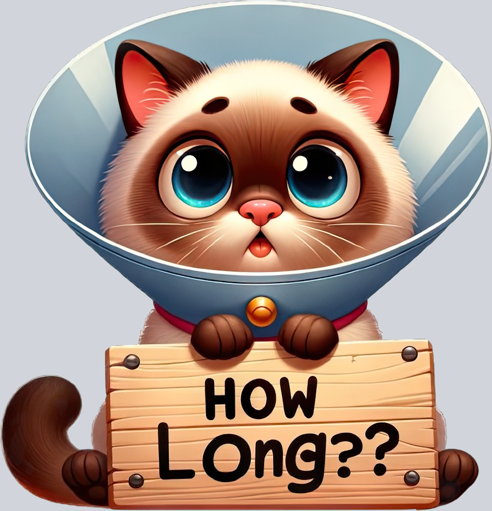 DTF Transfer Cats - How Long Tonkinese