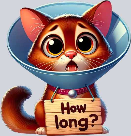 DTF Transfer Cats - How Long Abyssinian