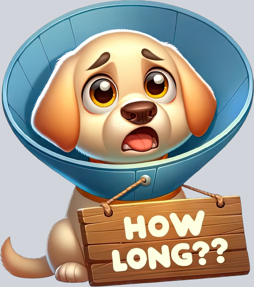 DTF Transfer Dogs - How Long Labrador-Retriever