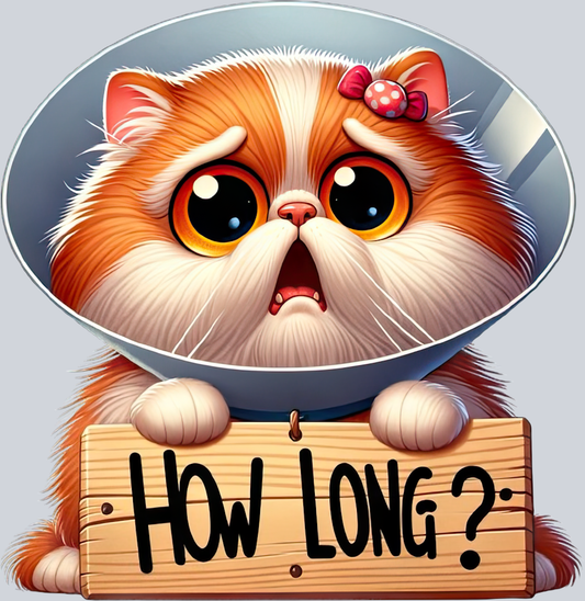 DTF Transfer Cats - How Long Persian
