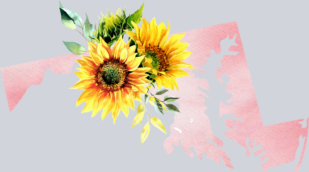 DTF Transfer Maryland - Sunflower Watercolor