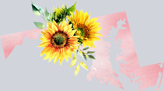DTF Transfer Maryland - Sunflower Watercolor
